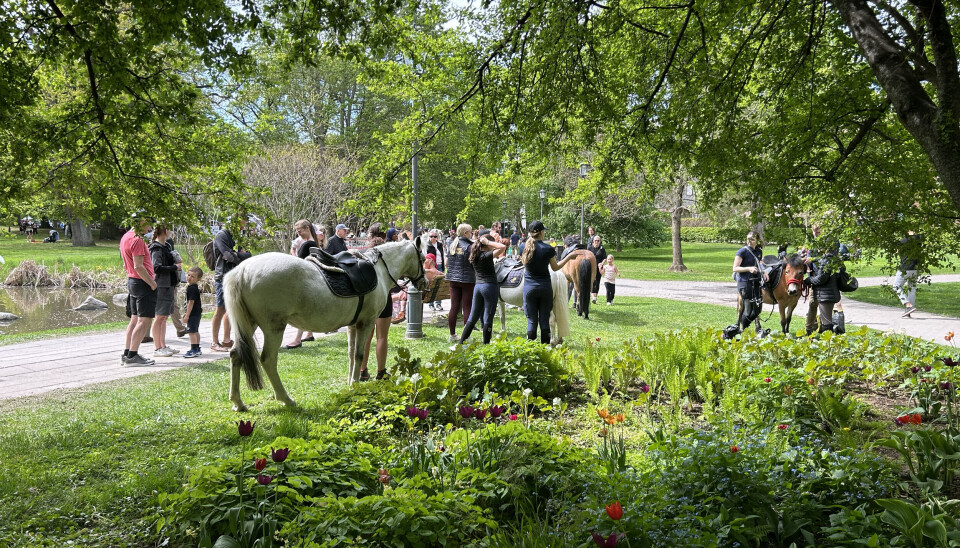 Ponnyridning. I den östra delen av Vasaparken håller traditionellt den populära ponnyridningen till.