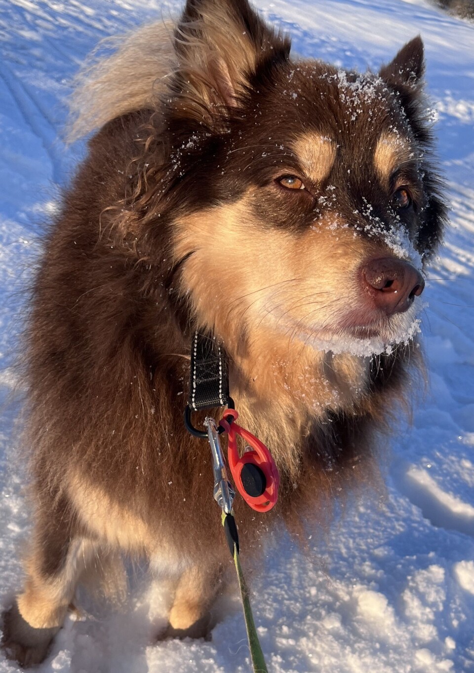 Tänk på hur just din hund klarar kyla.
