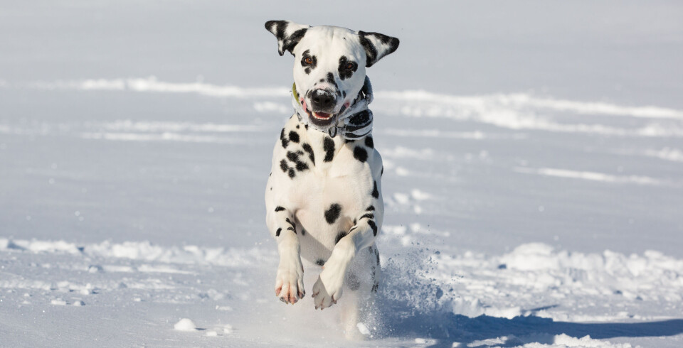 En mindre hund med mindre päls betyder att den behöver desto mer hjälp för att hålla värmen.
