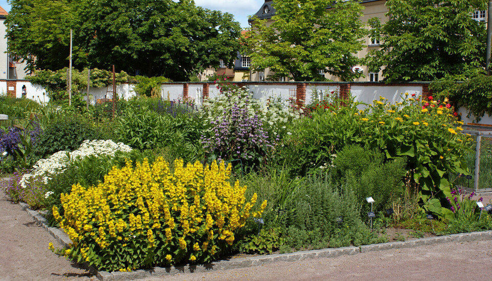 Renoveringen av Botaniska trädgården skjuts framåt