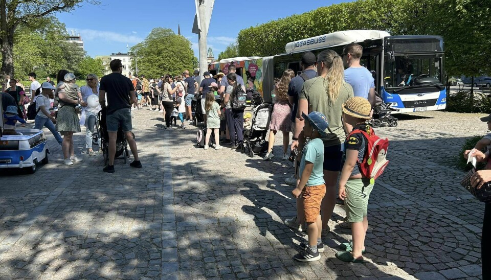 Köerna ringlade långa till VL:s minielbussar på Fiskartorget.