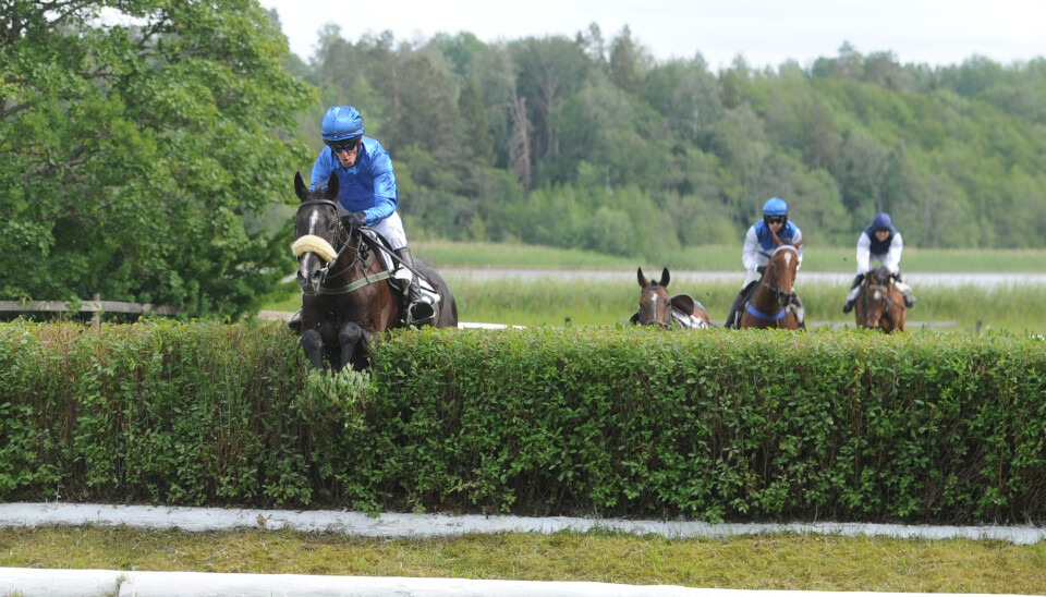 Pretty King och Niklas Lovén på väg mot seger i EMC Svenskt Champion Hurdle på Strömsholm under lördagen.