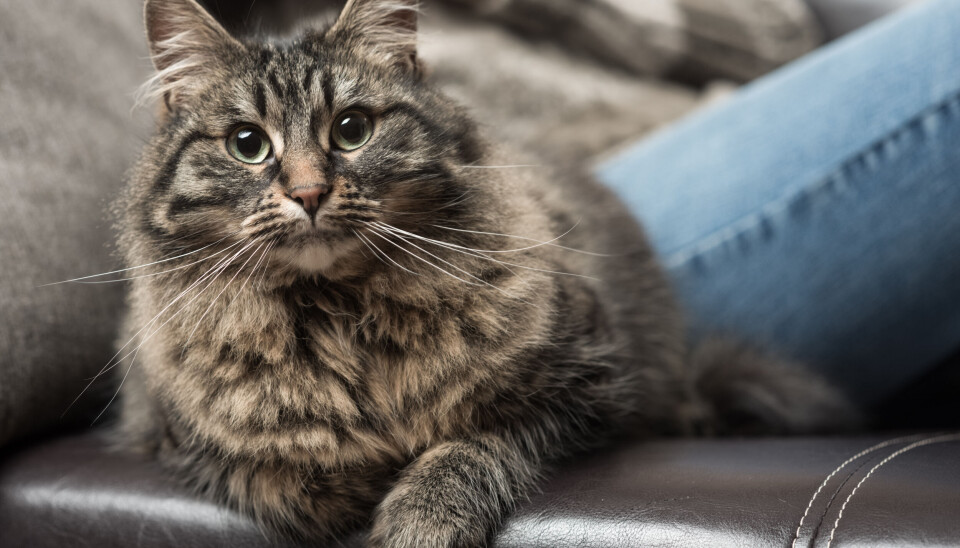 Sällskapsdjur. Katter får inte lämnas ensamma. Sällskapsdjur. Katter får inte lämnas ensamma.