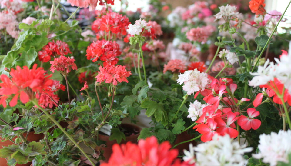 Pelargonutställning lockar besökare från när och fjärran till Västerås