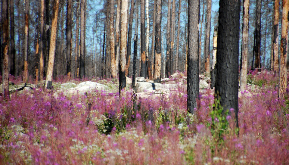 Hälleskogsbrännans dag – och natt – nu på lördag.