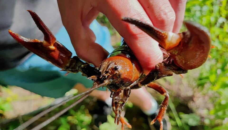 Uppfiskad. I buren som Patrik drog upp när Västerås Tidning var på besök fanns en kräfta som fick återvända till vattnet efter att ha agerat som modell.