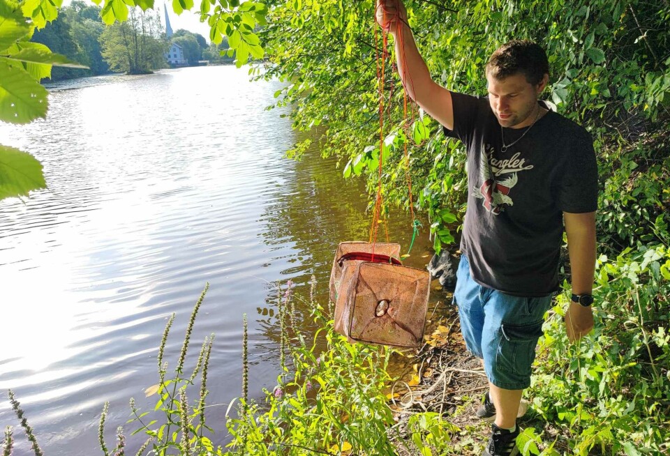 Lyckat år för kräftfiske i Svartån: ”Riktigt bra”