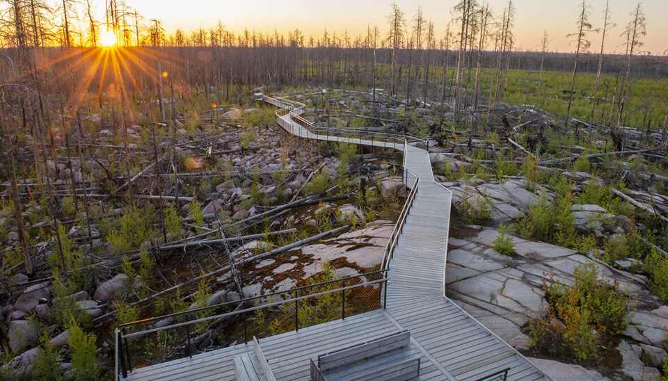 Tredagarsfestivalen avslutas på söndagen med en guidad tur i naturreservatet Hälleskogsbrännan.