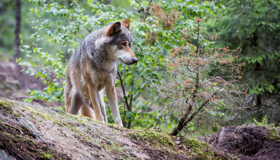 Varg. Nu ska Naturvårdsverket utvärdera och följa upp jakten på varg. Totalt sköts sex vargar i Skinnskattebergs kommun under årets vargjakt.