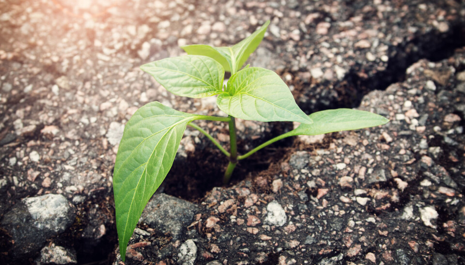 Kraftsamling för att förebygga att barn och unga hamnar i kriminalitet