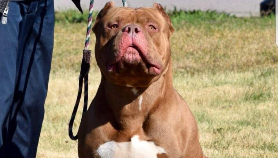American Bully XL. Det är inte hunden på bilden som omnämns i texten. American Bully XL. Det är inte hunden på bilden som omnämns i texten.