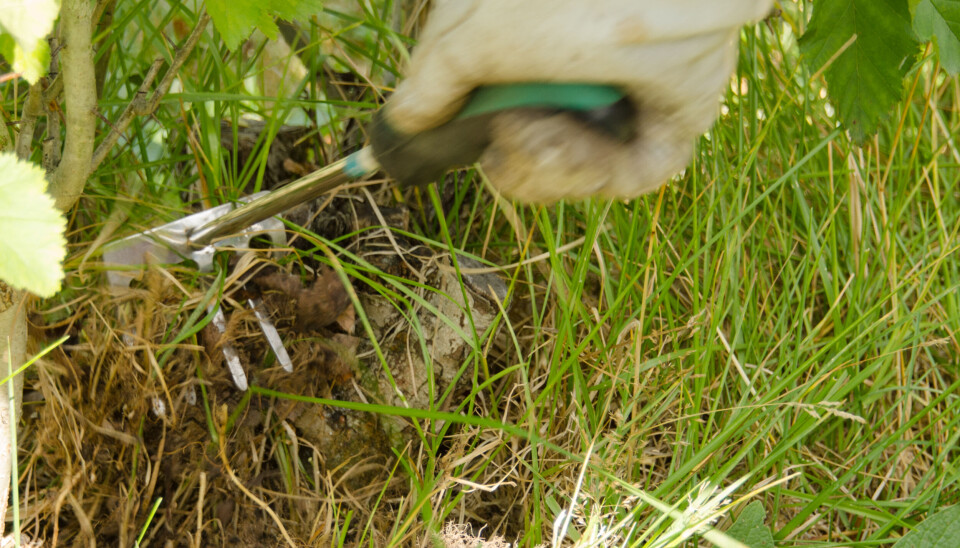 Större utbud. I sommar kommer fler ungdomar ha möjlighet att jobba inom kommunen, både med att rensa ogräs men även inom andra områden.