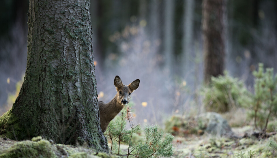 Naturfotodagen kikar fram igen. Dags nästa lördag 8 mars på Västerås Kongress. Bild av naturfotografen Kristoffer Sahlén som har inriktning främst på skogens djur och fåglar.
