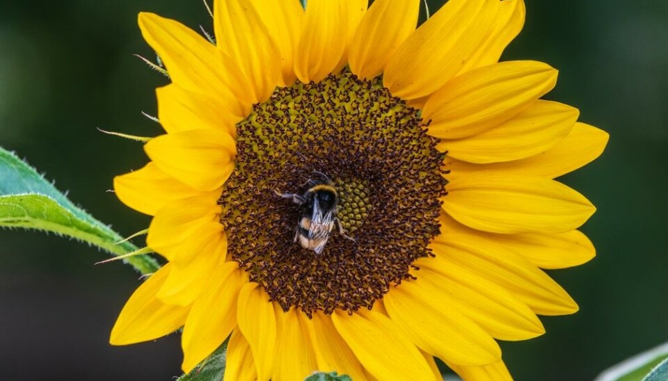 Barnen kommer tillsammans med sina pedagoger att kunna följa solrosens livscykel. Från frö till planta som börjar blomma, till nedvissnad med nya frön.