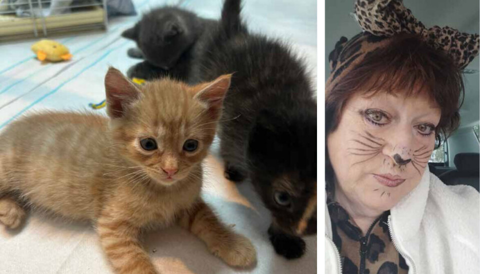 KATTKÄNNARE. Kim Lindbom Carlsson, katthemsansvarig på
Huskatten Västerås. KATTKÄNNARE. Kim Lindbom Carlsson, katthemsansvarig på Huskatten Västerås.