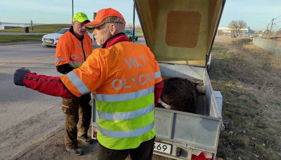 Viltvårdare. Strax efter klockan 8 höll viltvårdare på att lasta den skjutna älgen på en kärra. Viltvårdare. Strax efter klockan 8 höll viltvårdare på att lasta den skjutna älgen på en kärra.