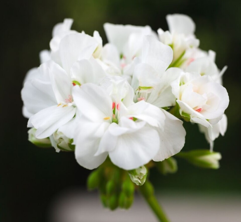 Gäddeholm har en pelargon uppkallad efter sig. Pelargonen har Gäddeholms trädgård dragit upp från en stickling de fick av en äldre kvinna på orten.