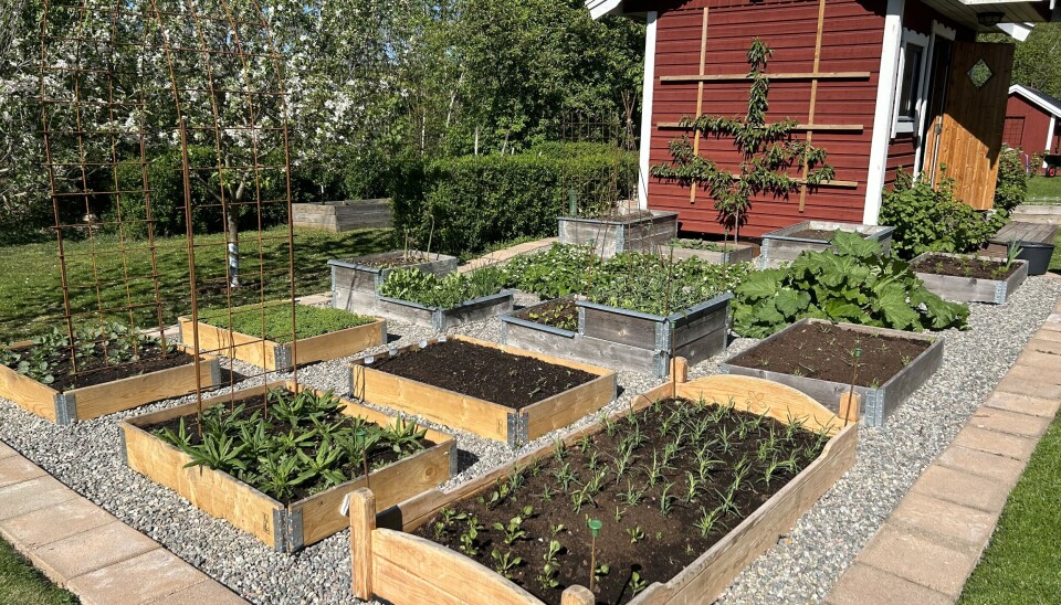 Under tillväxt. Här odlas bland annat örter och grönsaker.