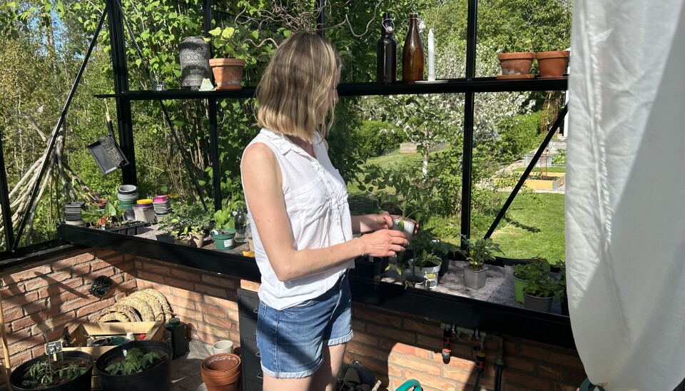 Växthus. Hanna har stor användning av växthuset på trädgården.