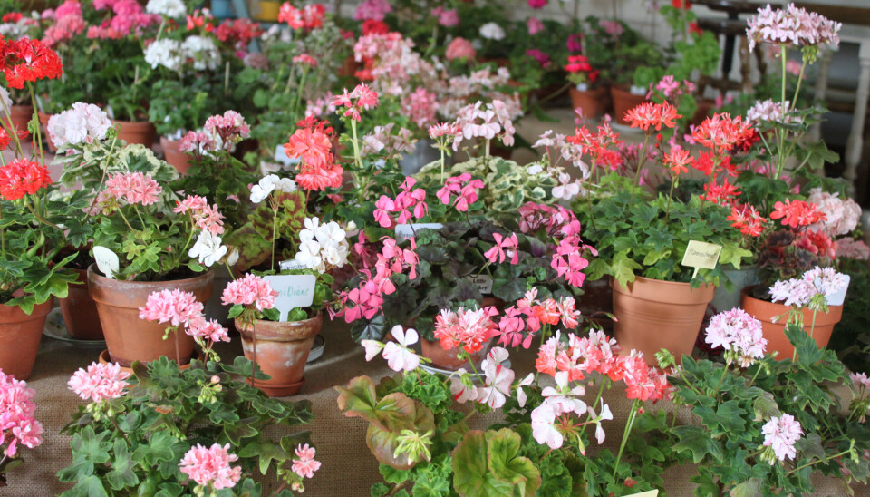 Störst. Pelargondagarna nästa helg arrangeras av Mälardalens Pelargonvänner i samarbete med museet.
