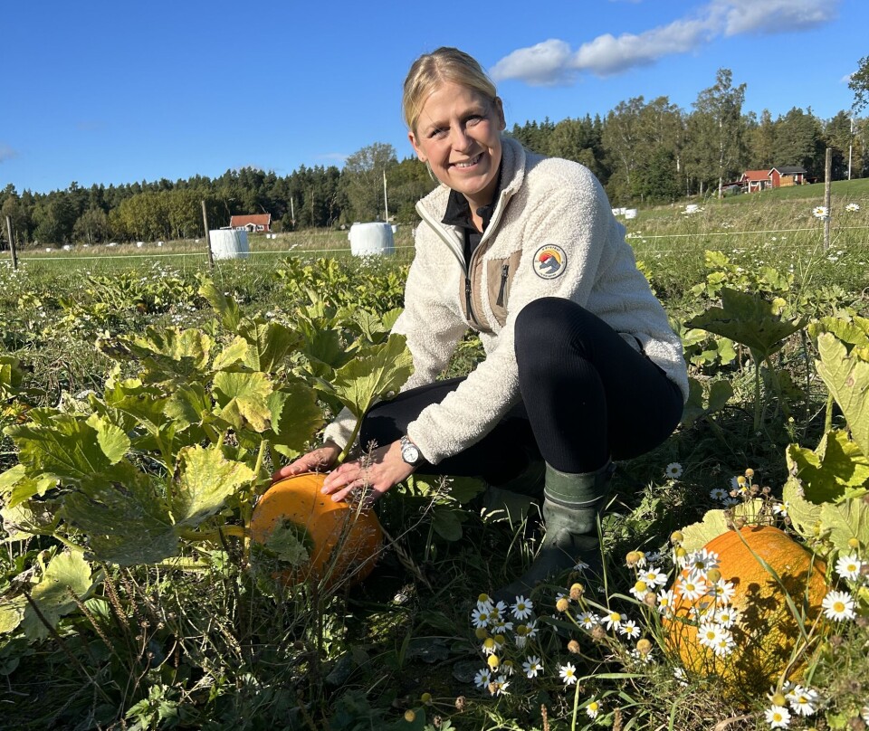 Många sorter. På åkern har åtta olika sorters pumpor odlats.