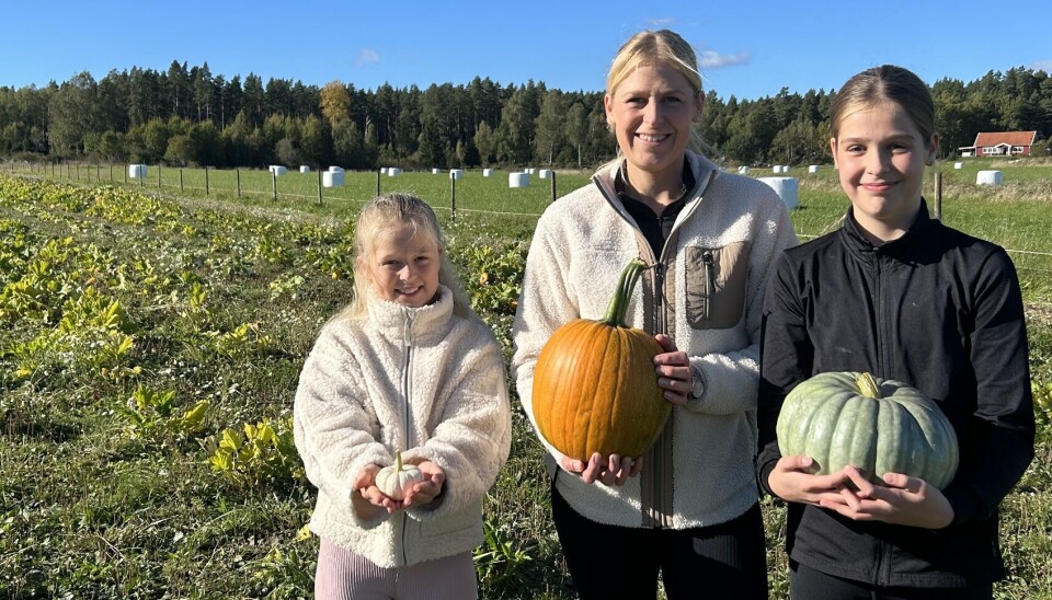 Familjen satsar. Linnéa och döttrarna Alice och Mathilda har både sått och skördat tillsammans.