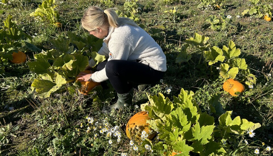 I höst ska familjens pumpaodling ge frukt
