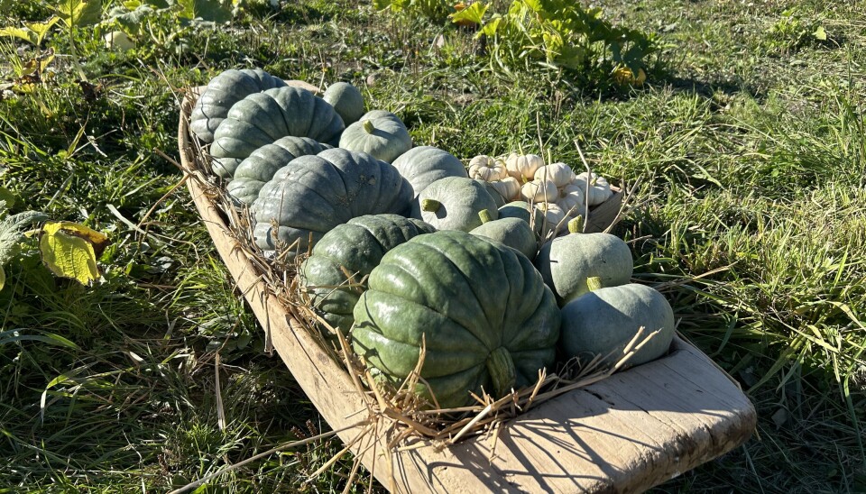 Skördetid. Familjen har redan skördat flera matpumpor.