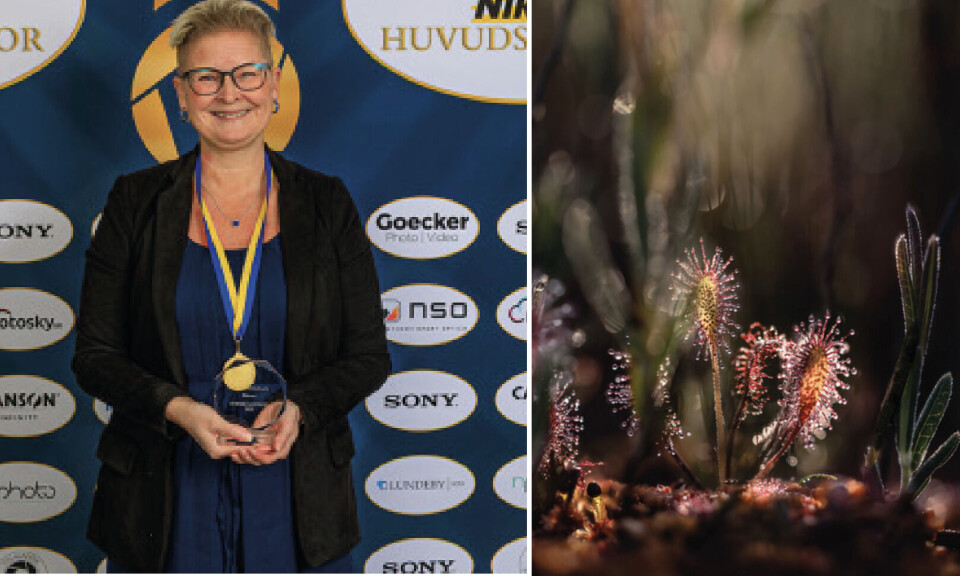 SM-vinnare. Västeråsfotografen Maria Thapper vann guld i kategorin Makro i SM i fotografi med bild av den köttätande växten sileshår.