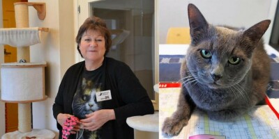 Här får katten hjälp att hitta ett nytt hem